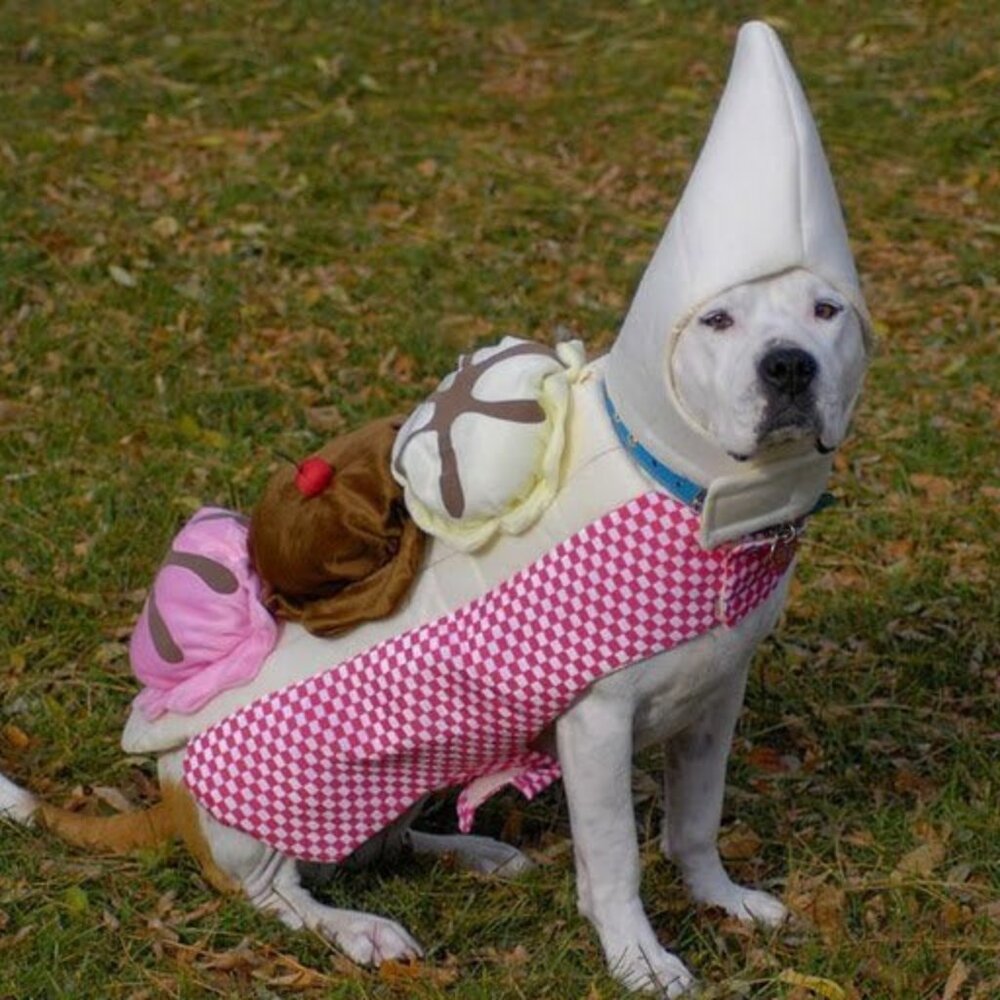 Bannana Split dog costume  Halloween